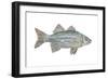 White Bass (Roccus Chrysops), Fishes-Encyclopaedia Britannica-Framed Art Print