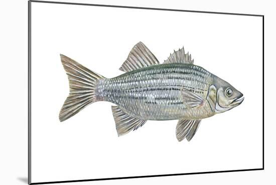 White Bass (Roccus Chrysops), Fishes-Encyclopaedia Britannica-Mounted Art Print