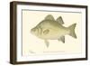 White Bass-Denton-Framed Art Print