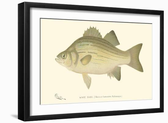 White Bass-Denton-Framed Art Print
