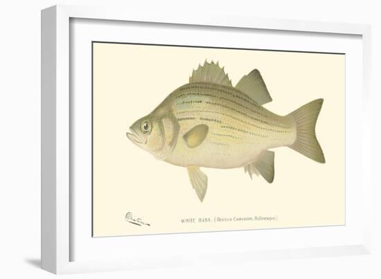 White Bass-Denton-Framed Art Print