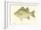 White Bass-Denton-Framed Art Print