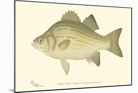 White Bass-Denton-Mounted Art Print