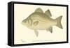 White Bass-Denton-Framed Stretched Canvas