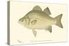 White Bass-Denton-Stretched Canvas