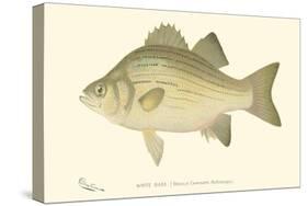 White Bass-Denton-Stretched Canvas