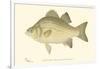 White Bass-Denton-Framed Art Print