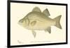 White Bass-Denton-Framed Art Print