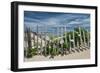 White Beach Roses-Michael Blanchette Photography-Framed Photographic Print