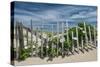 White Beach Roses-Michael Blanchette Photography-Stretched Canvas