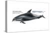 White-Beaked Dolphin (Lagenorhynchus Albirostris), Mammals-Encyclopaedia Britannica-Stretched Canvas