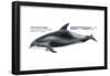 White-Beaked Dolphin (Lagenorhynchus Albirostris), Mammals-Encyclopaedia Britannica-Framed Poster