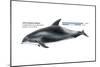 White-Beaked Dolphin (Lagenorhynchus Albirostris), Mammals-Encyclopaedia Britannica-Mounted Poster