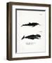 White-Beaked Dolphin-null-Framed Giclee Print