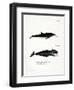 White-Beaked Dolphin-null-Framed Giclee Print