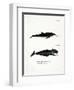 White-Beaked Dolphin-null-Framed Giclee Print