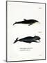 White-Beaked Dolphin-null-Mounted Giclee Print