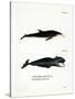 White-Beaked Dolphin-null-Stretched Canvas