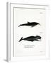 White-Beaked Dolphin-null-Framed Giclee Print