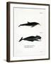 White-Beaked Dolphin-null-Framed Giclee Print