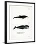 White-Beaked Dolphin-null-Framed Giclee Print