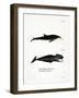 White-Beaked Dolphin-null-Framed Giclee Print