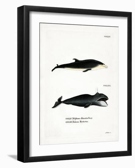 White-Beaked Dolphin-null-Framed Giclee Print