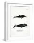 White-Beaked Dolphin-null-Framed Giclee Print