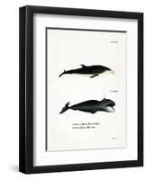 White-Beaked Dolphin-null-Framed Premium Giclee Print