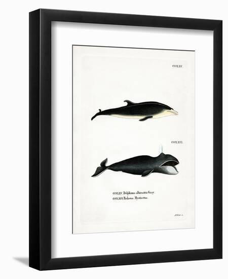 White-Beaked Dolphin-null-Framed Premium Giclee Print