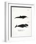 White-Beaked Dolphin-null-Framed Premium Giclee Print