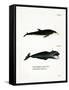 White-Beaked Dolphin-null-Framed Stretched Canvas