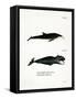 White-Beaked Dolphin-null-Framed Stretched Canvas