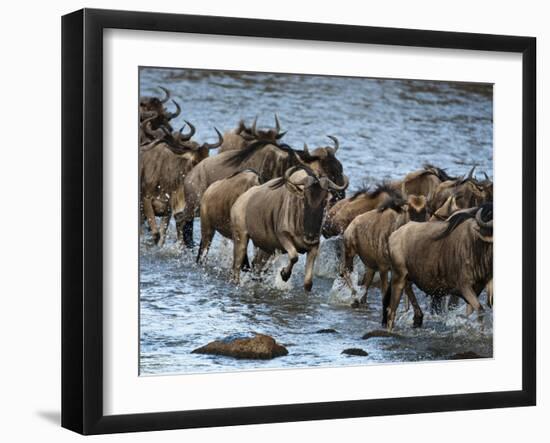 White-Bearded Wildebeest, Masai Mara Game Reserve, Kenya-Joe & Mary Ann McDonald-Framed Premium Photographic Print