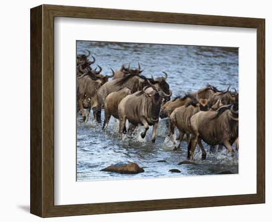 White-Bearded Wildebeest, Masai Mara Game Reserve, Kenya-Joe & Mary Ann McDonald-Framed Photographic Print