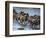 White-Bearded Wildebeest, Masai Mara Game Reserve, Kenya-Joe & Mary Ann McDonald-Framed Photographic Print