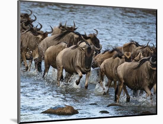 White-Bearded Wildebeest, Masai Mara Game Reserve, Kenya-Joe & Mary Ann McDonald-Mounted Photographic Print