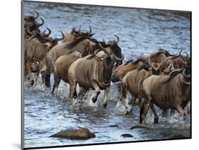 White-Bearded Wildebeest, Masai Mara Game Reserve, Kenya-Joe & Mary Ann McDonald-Mounted Photographic Print