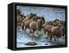 White-Bearded Wildebeest, Masai Mara Game Reserve, Kenya-Joe & Mary Ann McDonald-Framed Stretched Canvas