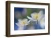 White Beauties-Heidi Westum-Framed Photographic Print