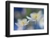 White Beauties-Heidi Westum-Framed Photographic Print