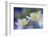 White Beauties-Heidi Westum-Framed Photographic Print