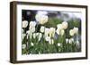 White Beauties-Incredi-Framed Giclee Print