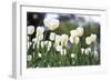 White Beauties-Incredi-Framed Giclee Print