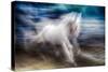 White Beauty-Ursula Abresch-Stretched Canvas