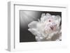 White Beauty-Philippe Sainte-Laudy-Framed Photographic Print