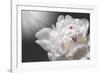 White Beauty-Philippe Sainte-Laudy-Framed Photographic Print