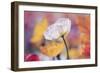 White Beauty-Incredi-Framed Giclee Print