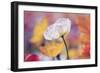 White Beauty-Incredi-Framed Giclee Print