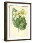 White Begonia-Frederick Edward Hulme-Framed Giclee Print